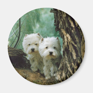 Imã Zest e Donna (Mãe e Filha Tomam 2)