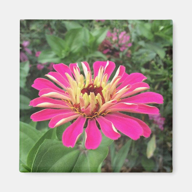 Imã ZINNIA - Rosa e Creme Vibrantes - (Frente)