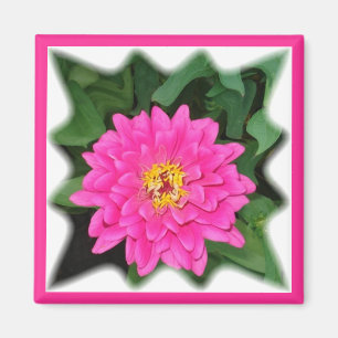 Imã zinnia star1