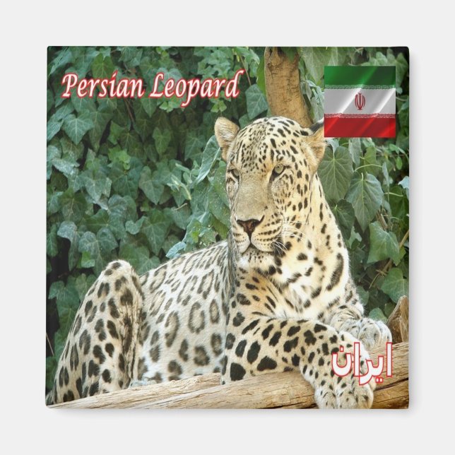 Imã zIR006 PERSIAN LEOPARD, Irã, Ásia, Fridge (Frente)