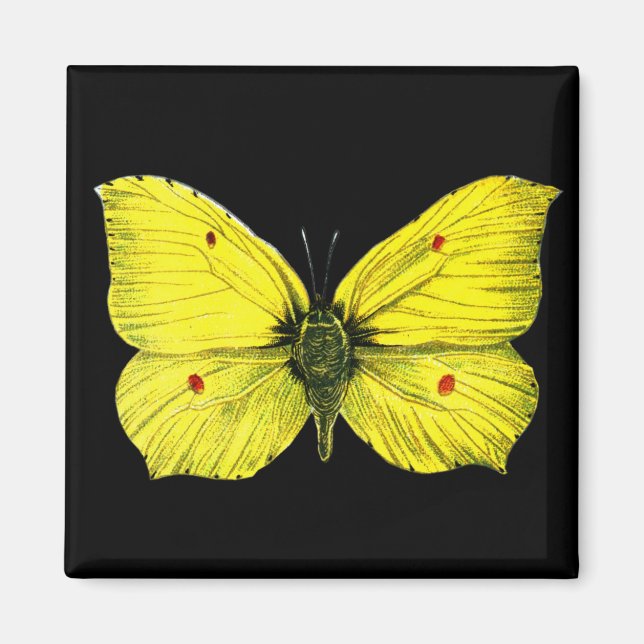 Imã Zitronenfalter (Frente)