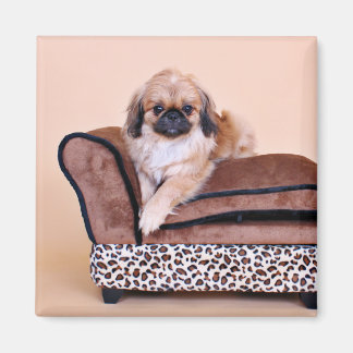 Imã Zoe - Pekingese