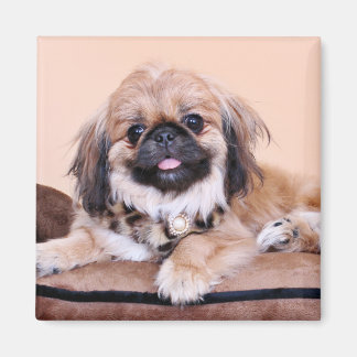 Imã Zoe - Pekingese