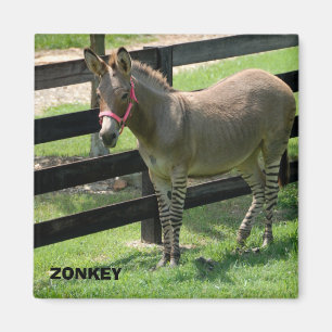 Imã Zonkey name for part donkey and zebra