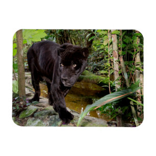 Ímã Zoológico da Cidade de Belize. Pantera negra