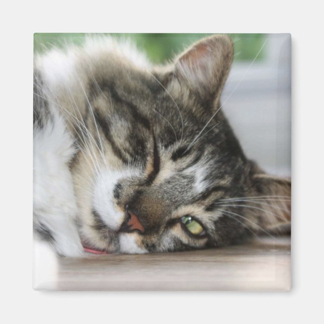 Imã Zorro com sono (Frente)