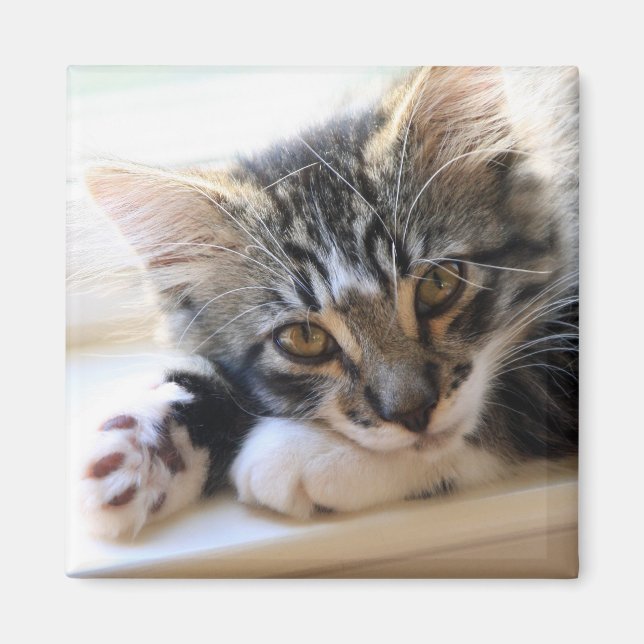 Imã Zorro Pelo Íman Da Janela (Frente)