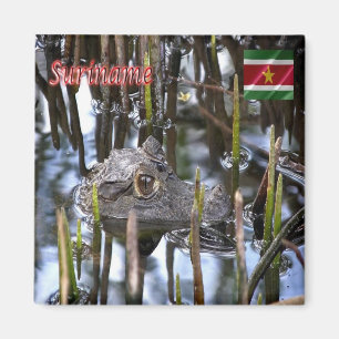 Imã zSR004 SURINAME, Bigi-Pan kaaiman, América, Fridge