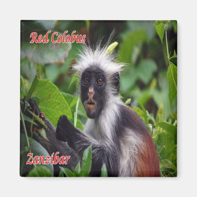 Imã zTZ010 ZANZIBAR, Red Colobus, Tanzânia, Fridge (Frente)