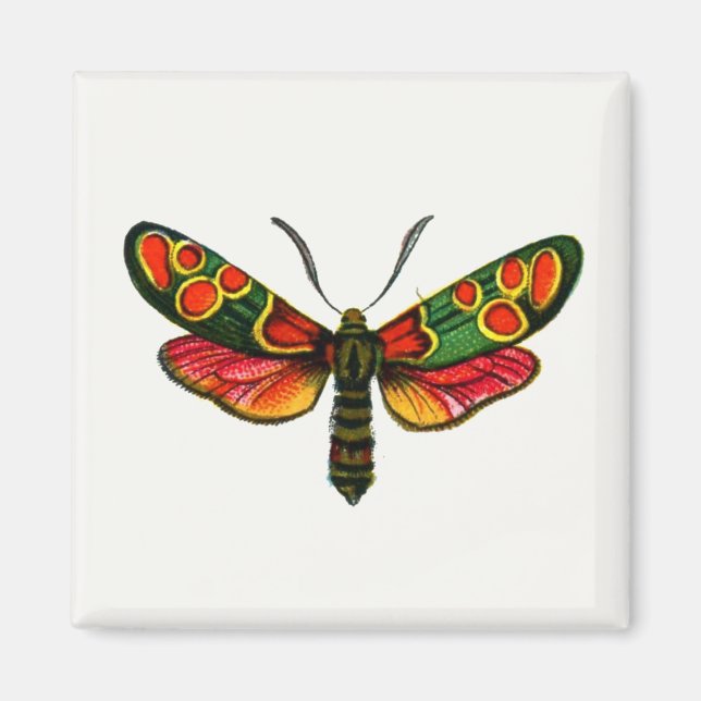 Imã Zygaena carniolica - A Gente De Burnet (Frente)