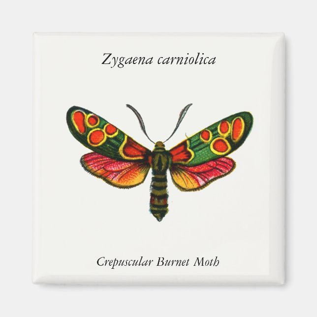 Imã Zygaena carniolica - A Gente De Burnet (Frente)