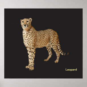 Imagem animal para poster