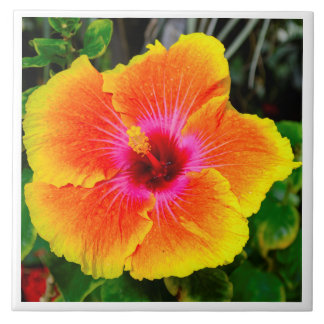 Imagem bonita da foto da flor