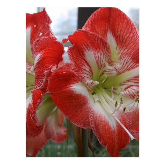 imagem da flor do lírio vermelho e branco cartão postal