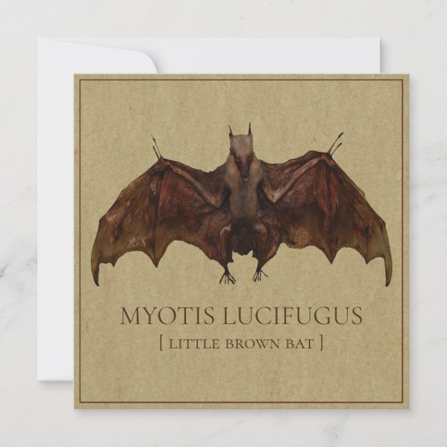 Imagem de Bat Antiquada (Frente)