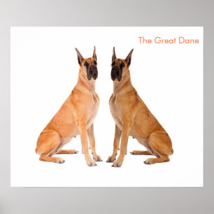 Imagem de Cachorro para Poster