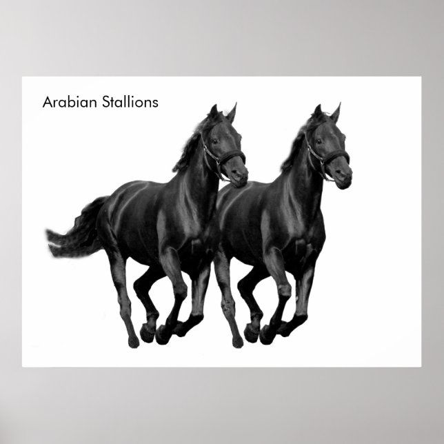 Imagem de cavalos para Poster (Frente)