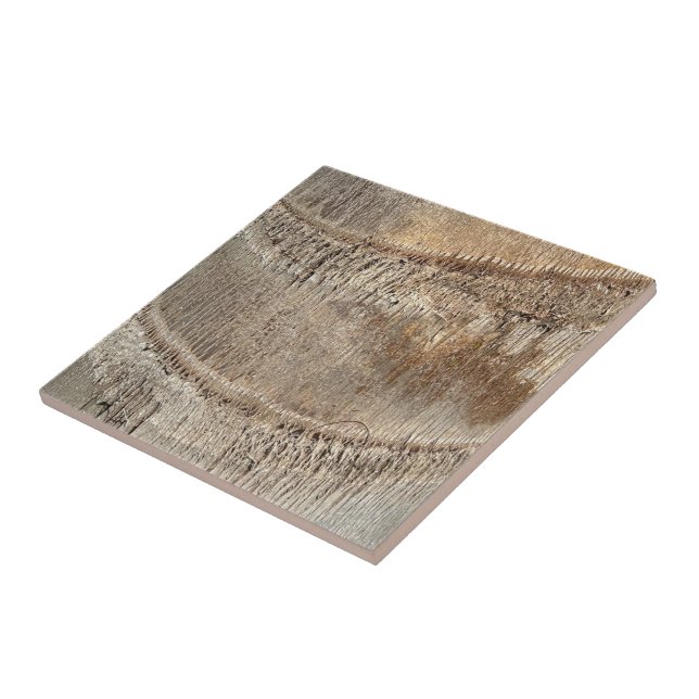 Imagem de Foto de Textura de Tronco de Palmeira de (Lateral)