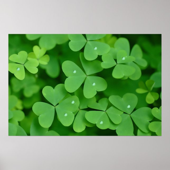 Imagem de Shamrock para poster (Frente)