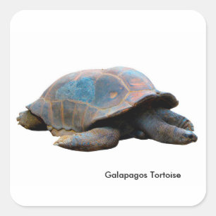 Imagem de tartaruga para adesivos quadrados-brilha