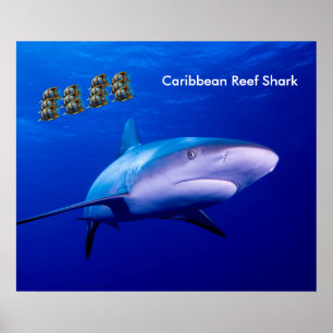 Imagem de tubarão para poster