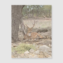 Imagem de Veado Preguiçoso