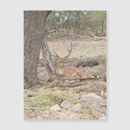 Imagem de Veado Preguiçoso