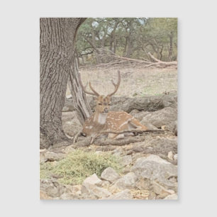 Imagem de Veado Preguiçoso