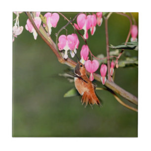 Imagem do colibri e das flores
