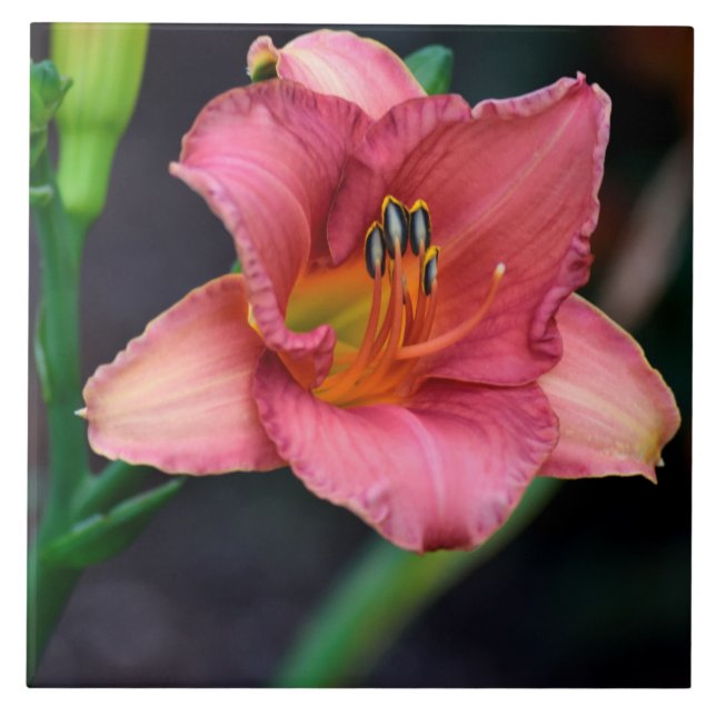 Imagem do Day Lily Macro (Frente)