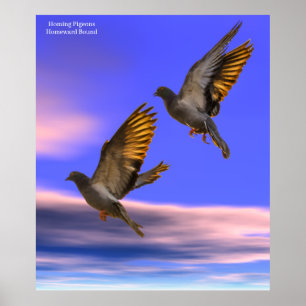 Imagem do Pombo Homing para Poster