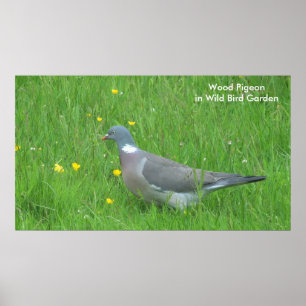 Imagem do pombo para o poster