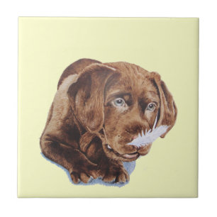 imagem engraçada do cão do filhote de cachorro