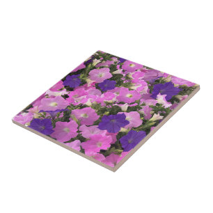 Imagem fotográfica de flores de Ipoméia rosa e rox