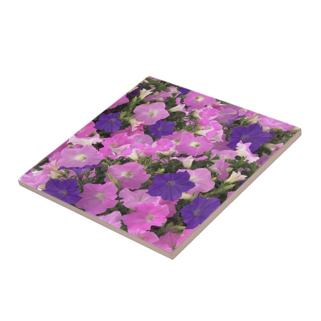 Imagem fotográfica de flores de Ipoméia rosa e rox (Lateral)