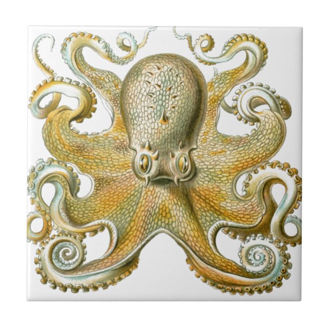 Imagem linda de polvo de Haeckel (Frente)