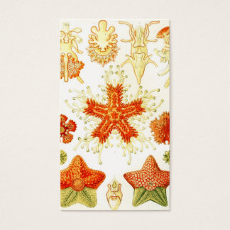 Imagem Naturalista Vintage de Starfish (Asteroidea