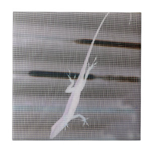 Imagem negativa de um lagarto num ecrã de janela