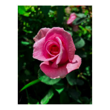 Imagem poster de rosa rosa-rosa brilhante