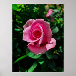 Imagem poster de rosa rosa-rosa brilhante