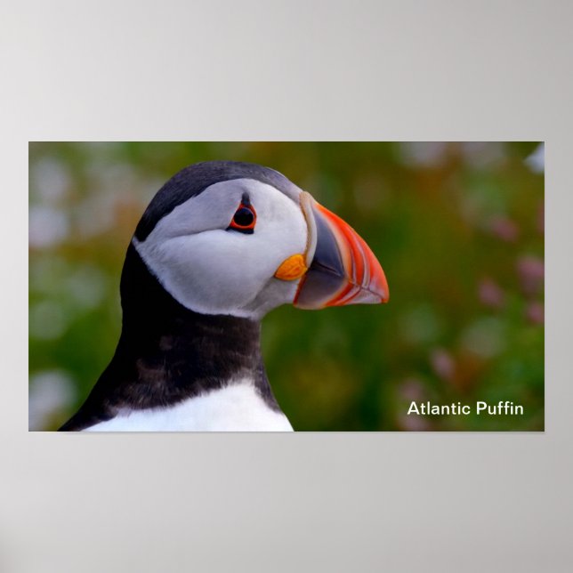 Imagem Puffin para Poster (Frente)