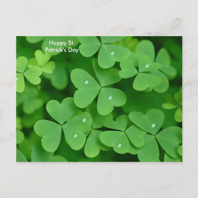 Imagem Shamrock para cartão postal (Frente)