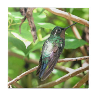 Imagem tropical do colibri