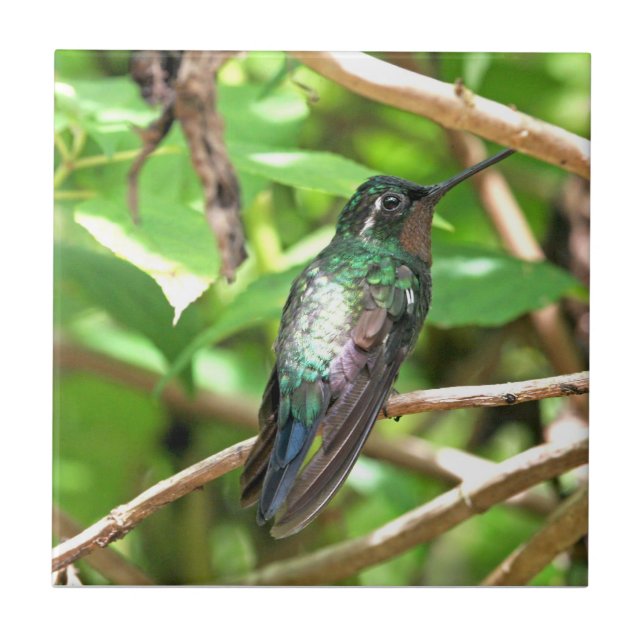 Imagem tropical do colibri (Frente)