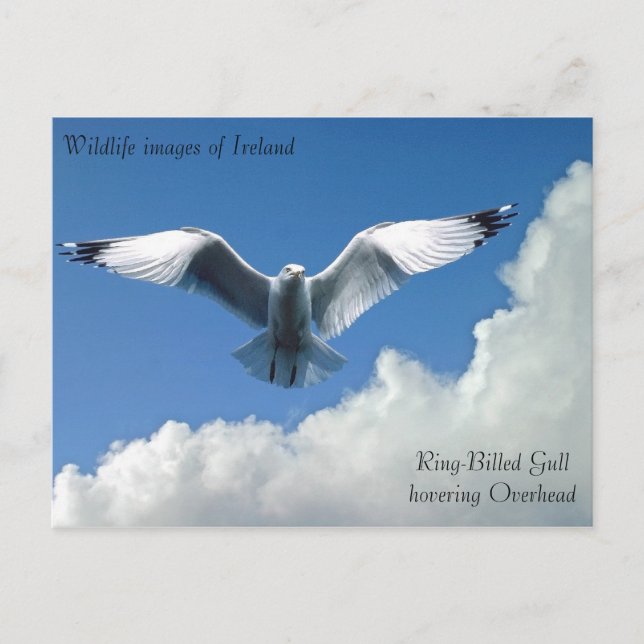 Imagens da vida selvagem para cartão postal (Frente)