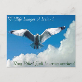 Imagens da vida selvagem para cartão postal