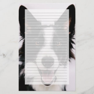 Imagens de Getty A border collie de sorriso
