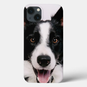 Imagens de Getty   A border collie de sorriso