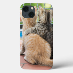 Imagens de Getty   dois gatinhos em um balcão