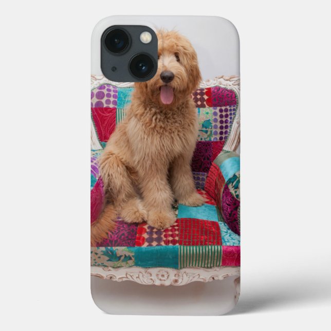 Imagens Getty | Goldendoodle (Verso)